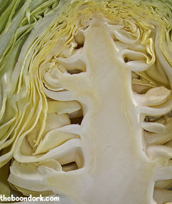 Inside of a cabbage