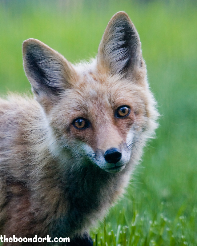 Boots the red fox