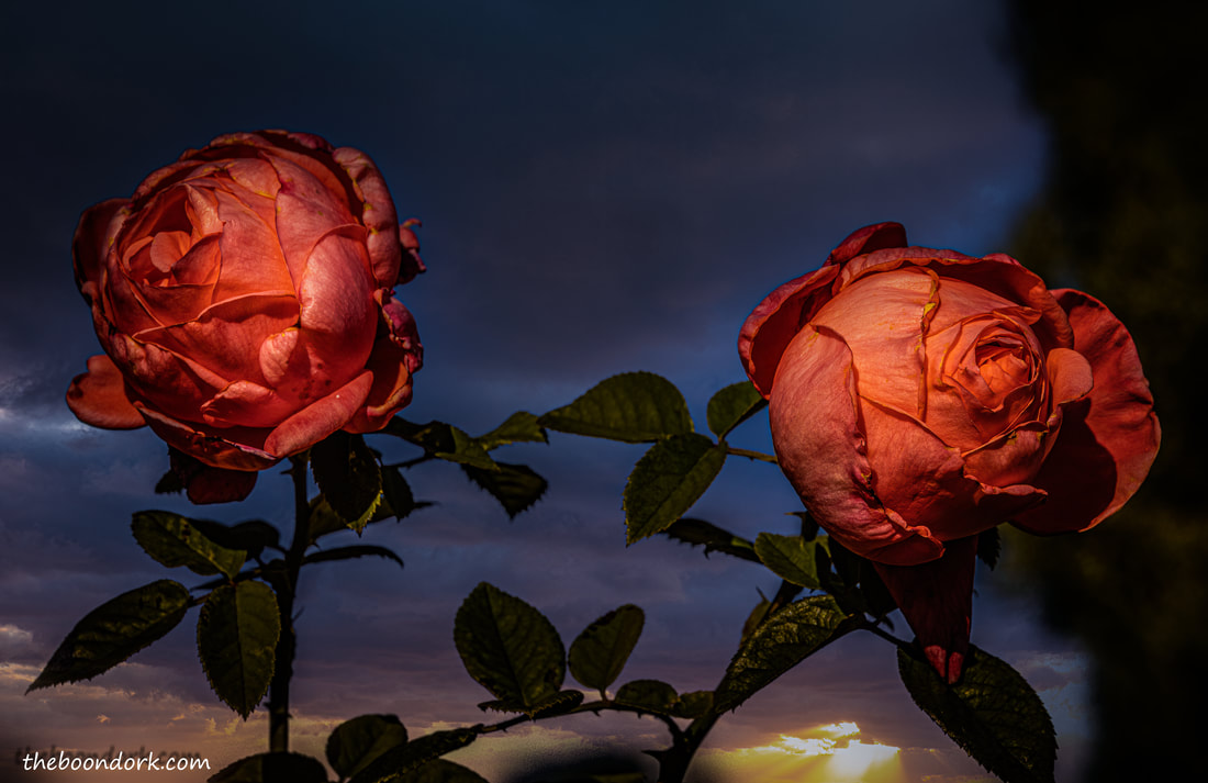 Nighttime roses Picture