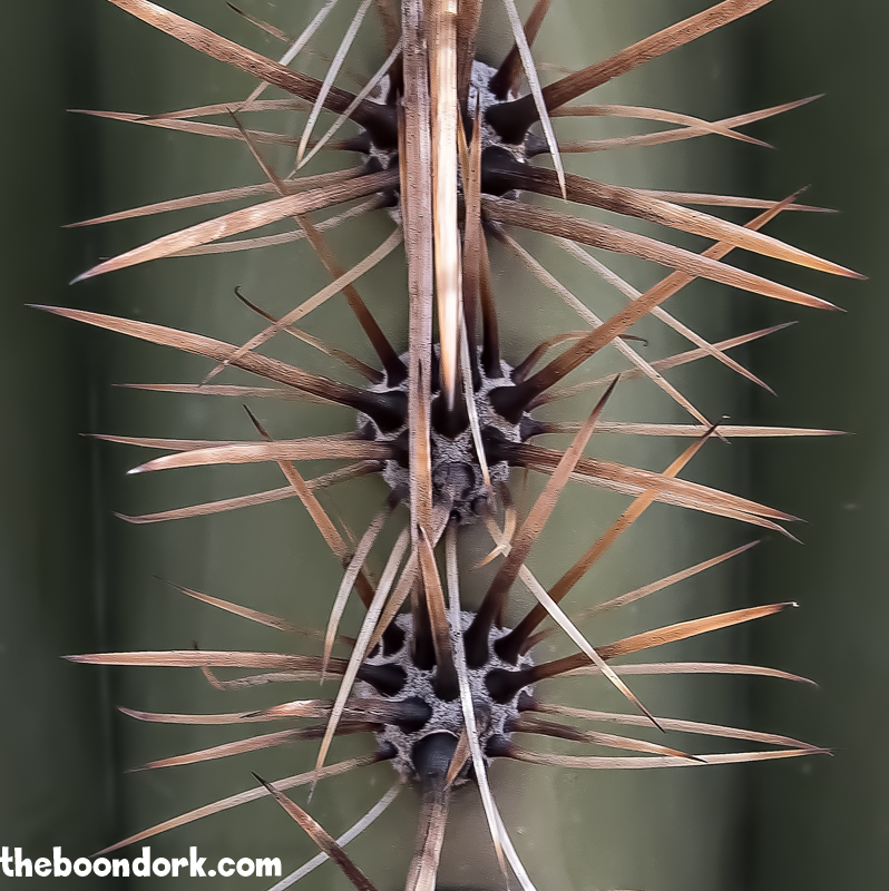 Saguaro cactus needles