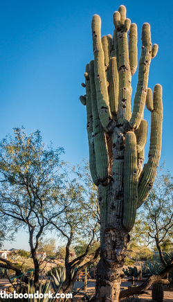 Cactus at the escapees RV park Congress Arizona. Please click