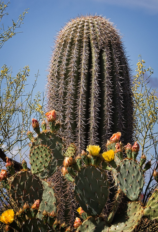 Saguaro and prickly pear cactus Saguaro national Park Tucson Arizona