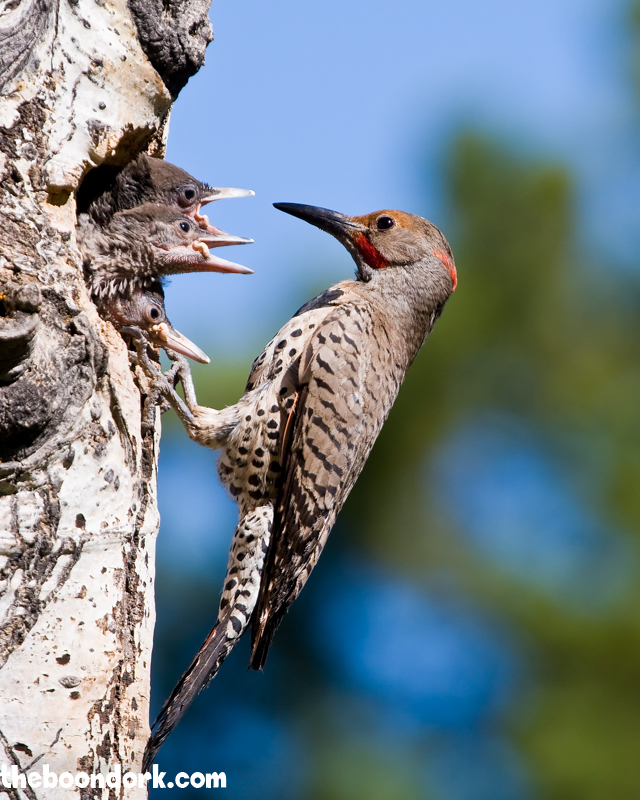 Woodpecker with babies
