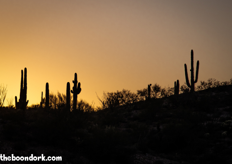 Saguaro cactus in the sunset Boondocking Wickenburg Arizona