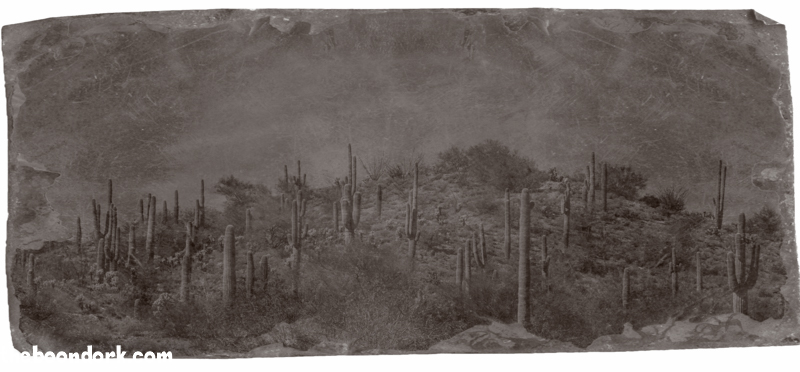 cactus Wickenburg Arizona