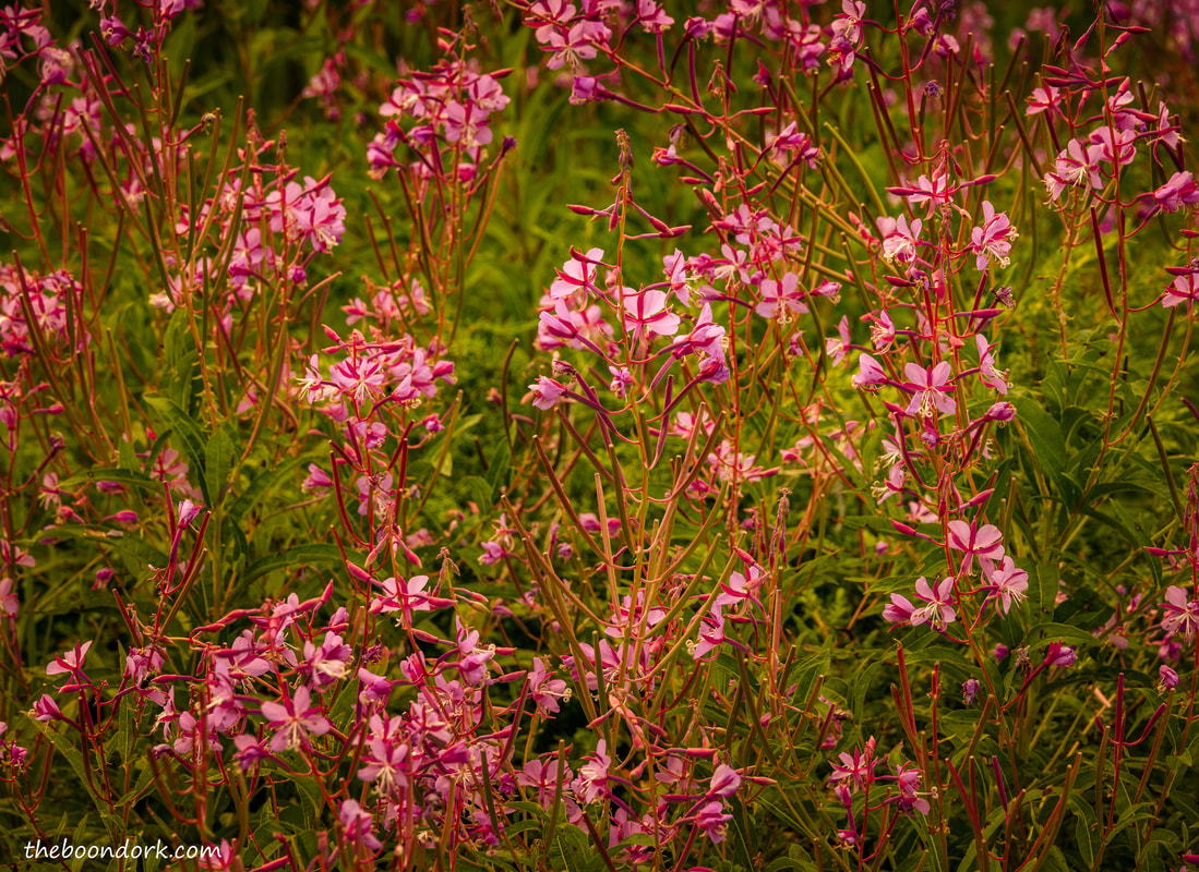 Mountain flowers Picture