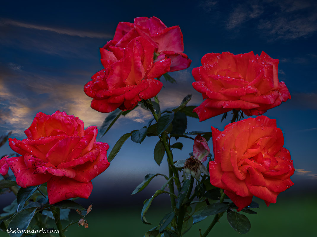 Red roses Picture