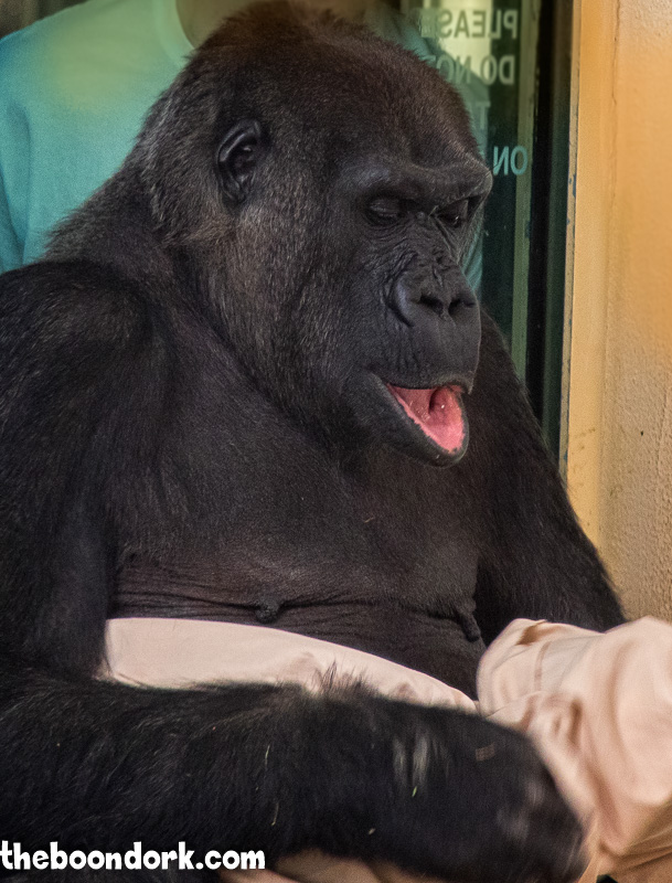 A gorilla getting dressed