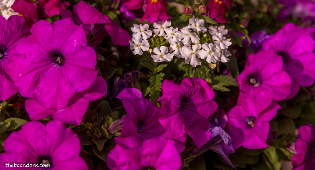 Pink petunias Picture