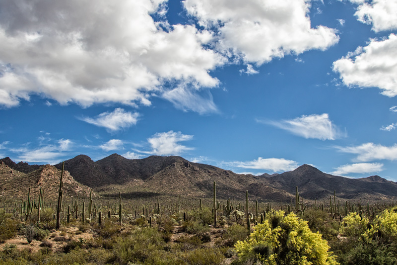 Saguaro national Park Tucson Arizona