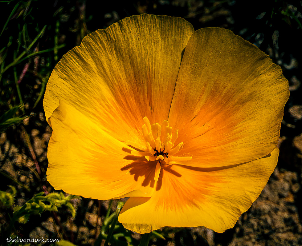 Mexican poppy Picture