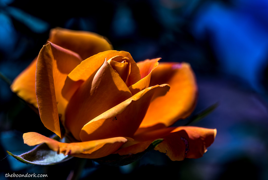 Golden Rose Picture