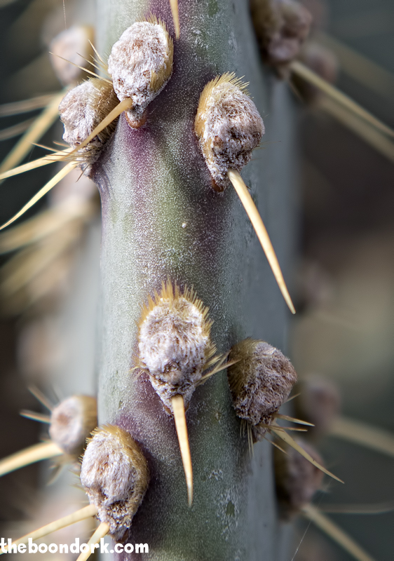 Prickly pear cactus needles