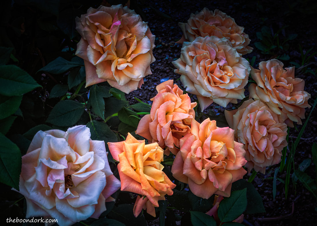 Multicolored roses Picture