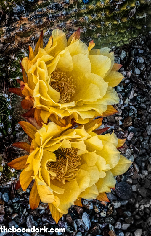 Cactus flower Benson Arizona