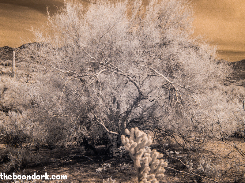 Infrared picture of a Palo Verde tree Wickenburg Arizona