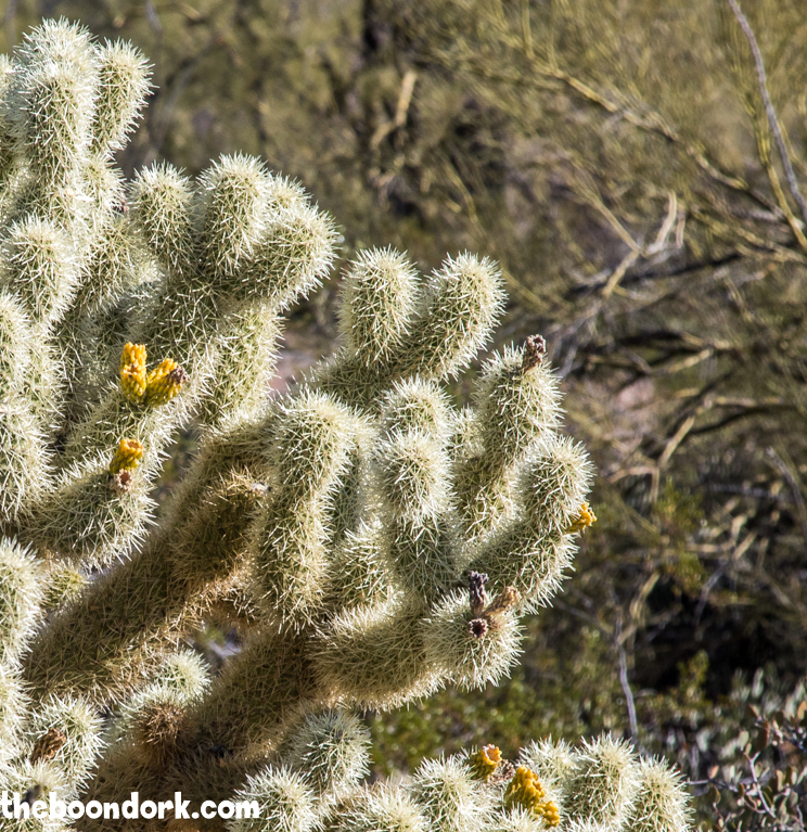 Jumping Cholla cactus Wickenburg Arizona