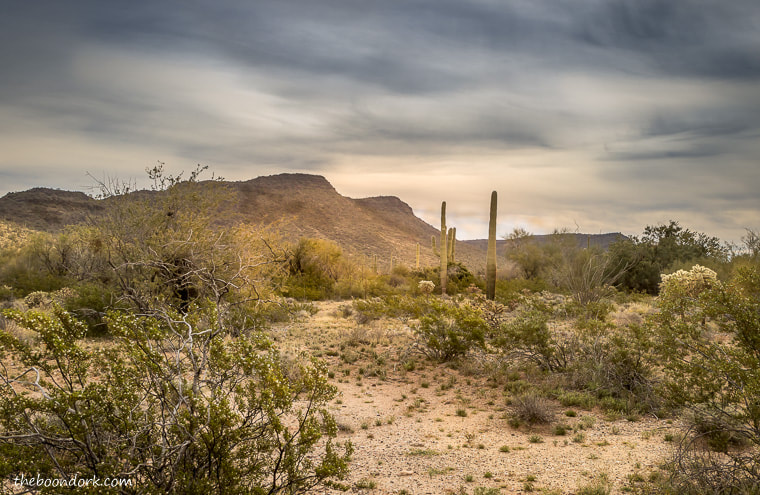 Desert, organ pipe National Monument ajo Arizona