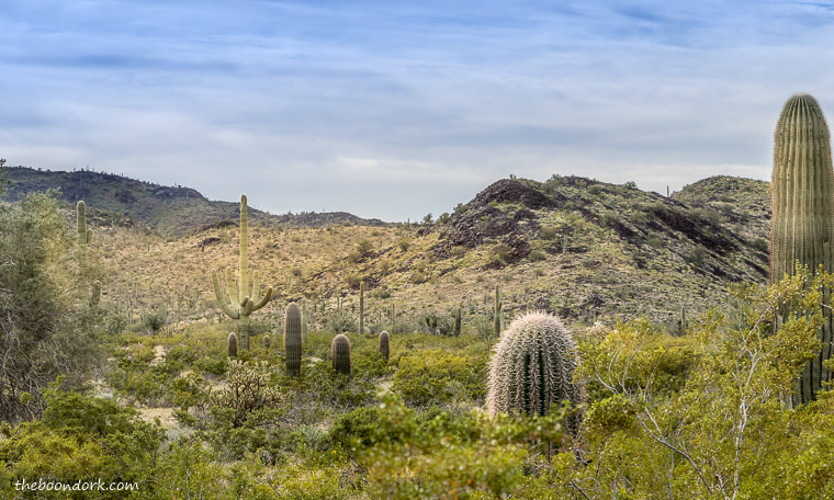 Pipe organ cactus national monument