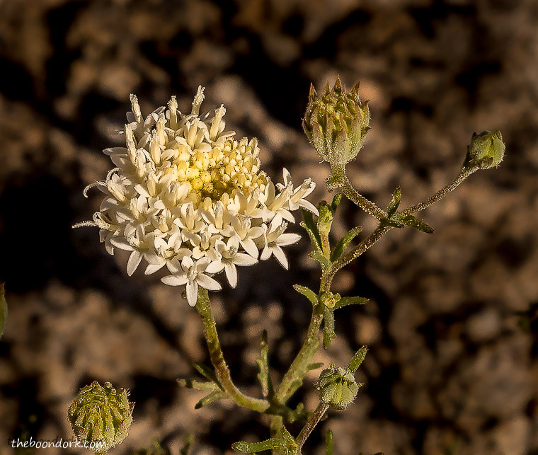Tiny desert flowers