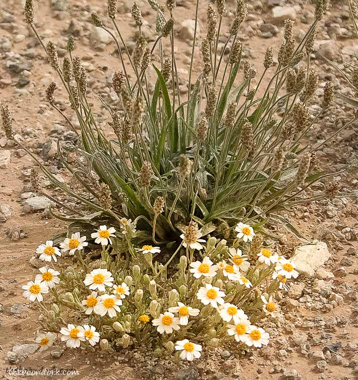 A desert bouquet