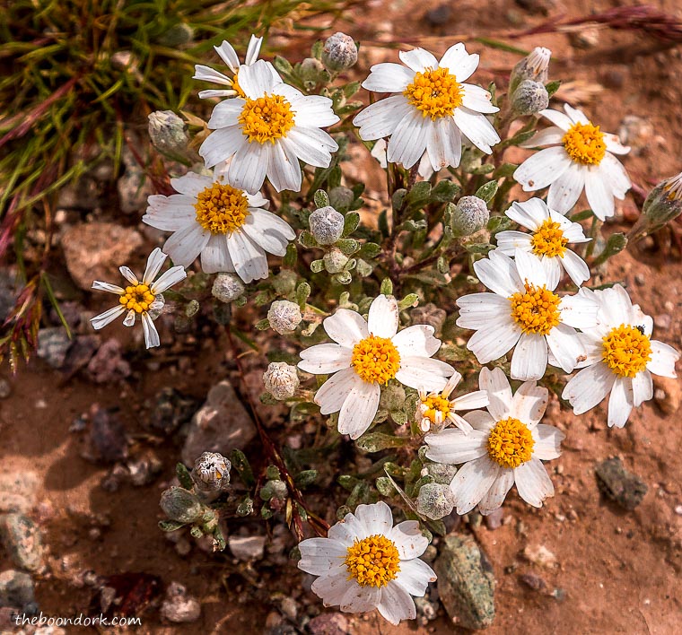 Desert wildflowers