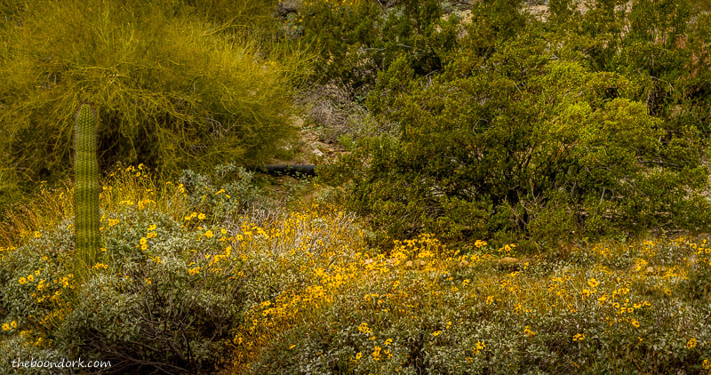 Yellow wildflowers in the desert