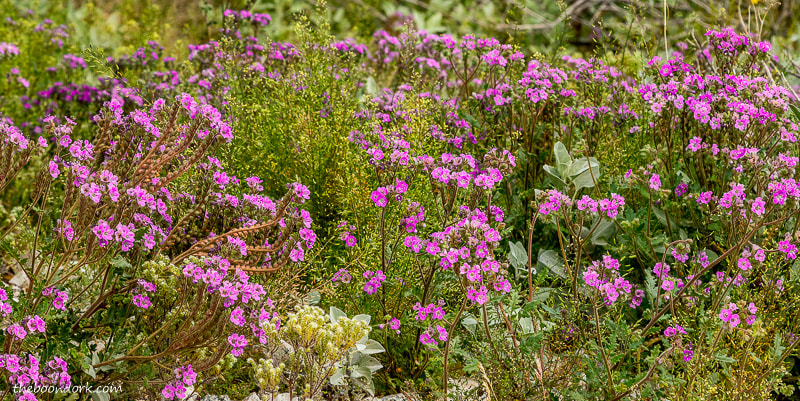 Purple wildflowers in the desert.