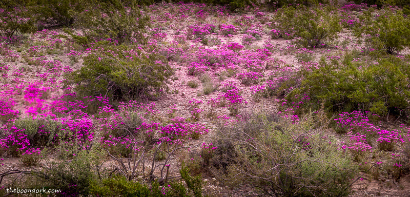 Desert wildflowers Ajo Arizona