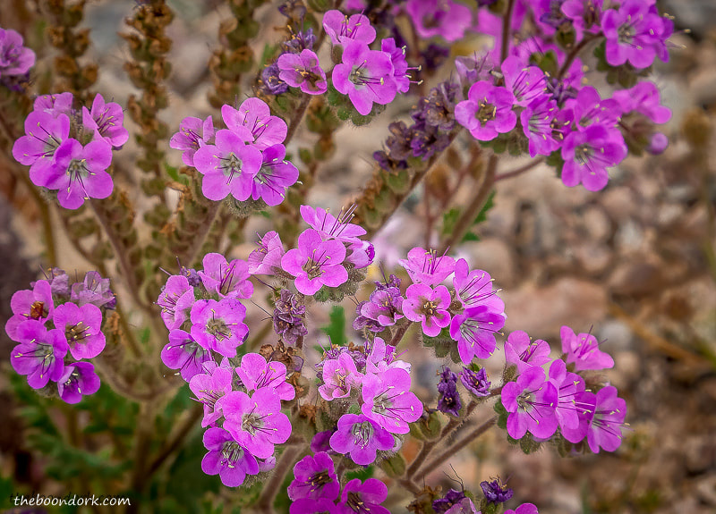 Desert purple flowers