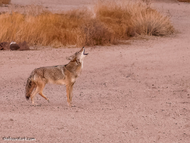 Arizona coyote howling