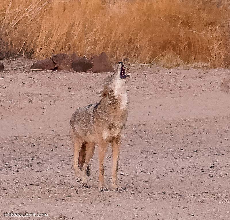 Arizona coyote howling