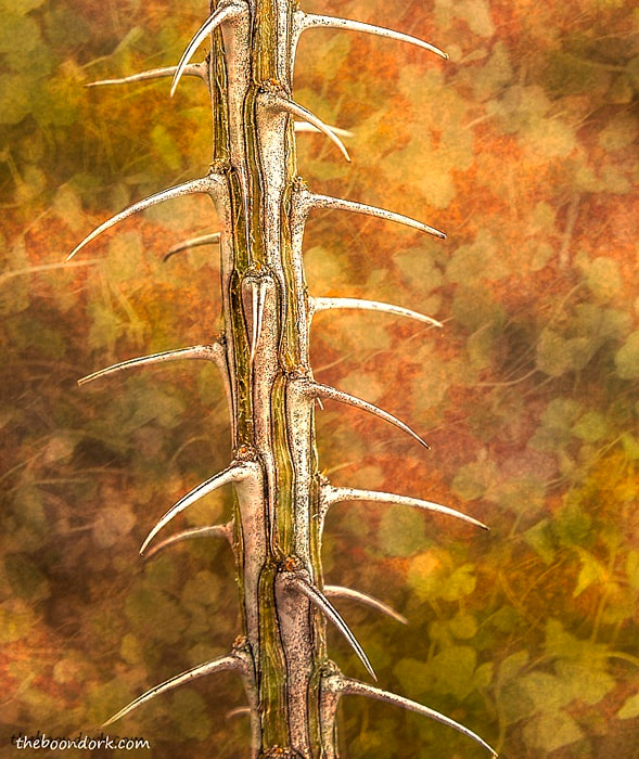 Ocotillo cactus Quartzsite Arizona