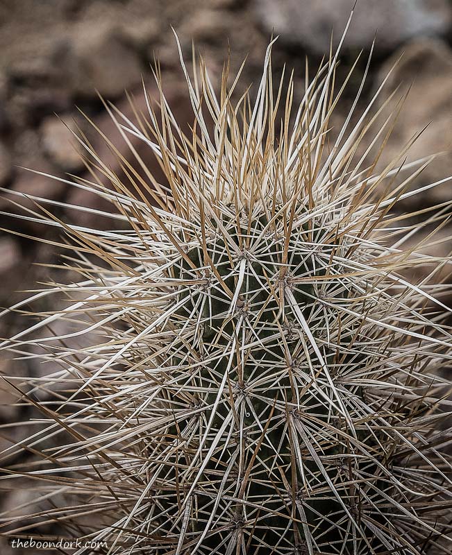 Quartzsite Arizona cactus