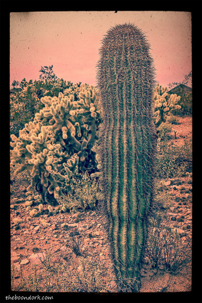 Saguaro cactus Quartzsite Arizona