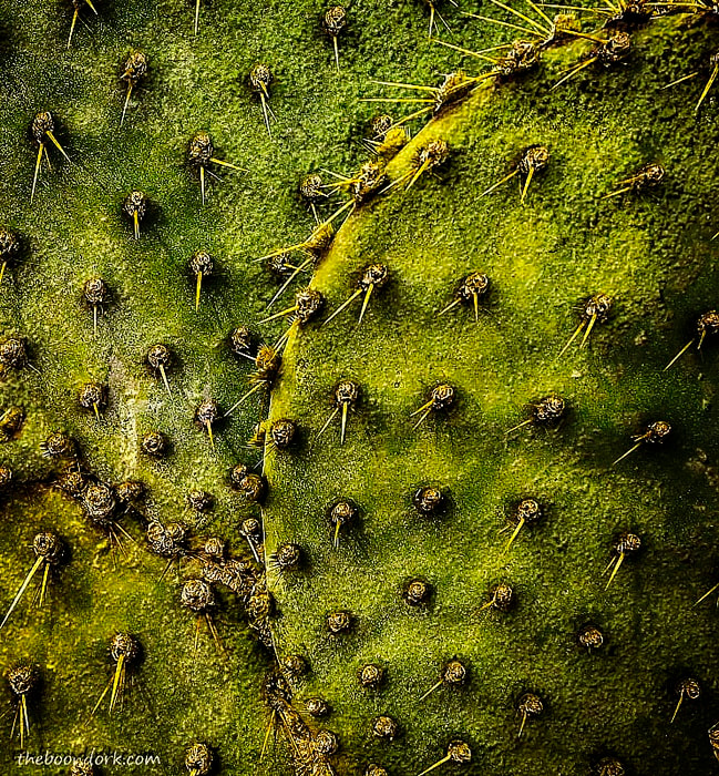 Prickly Pear cactus Quartzsite Arizona