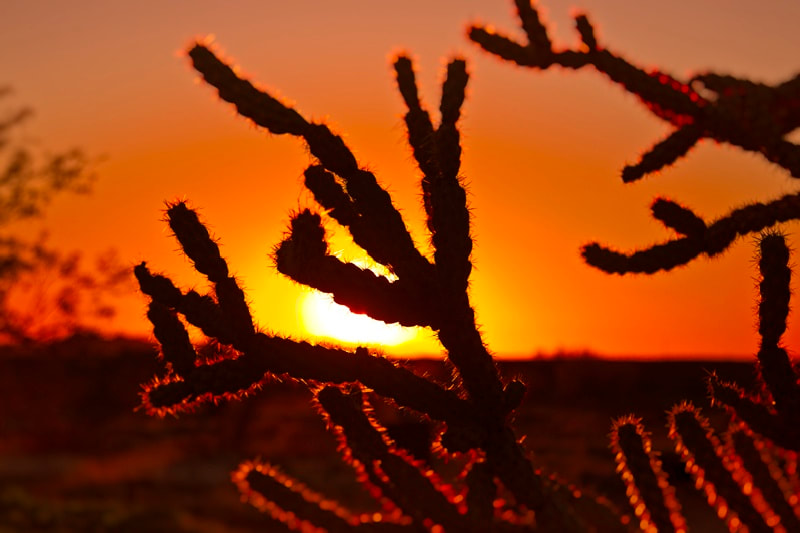 Rope cactus Quartzsite Arizona