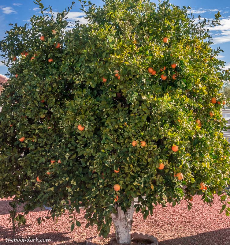 Orange tree escapees RV Park Congress Arizona
