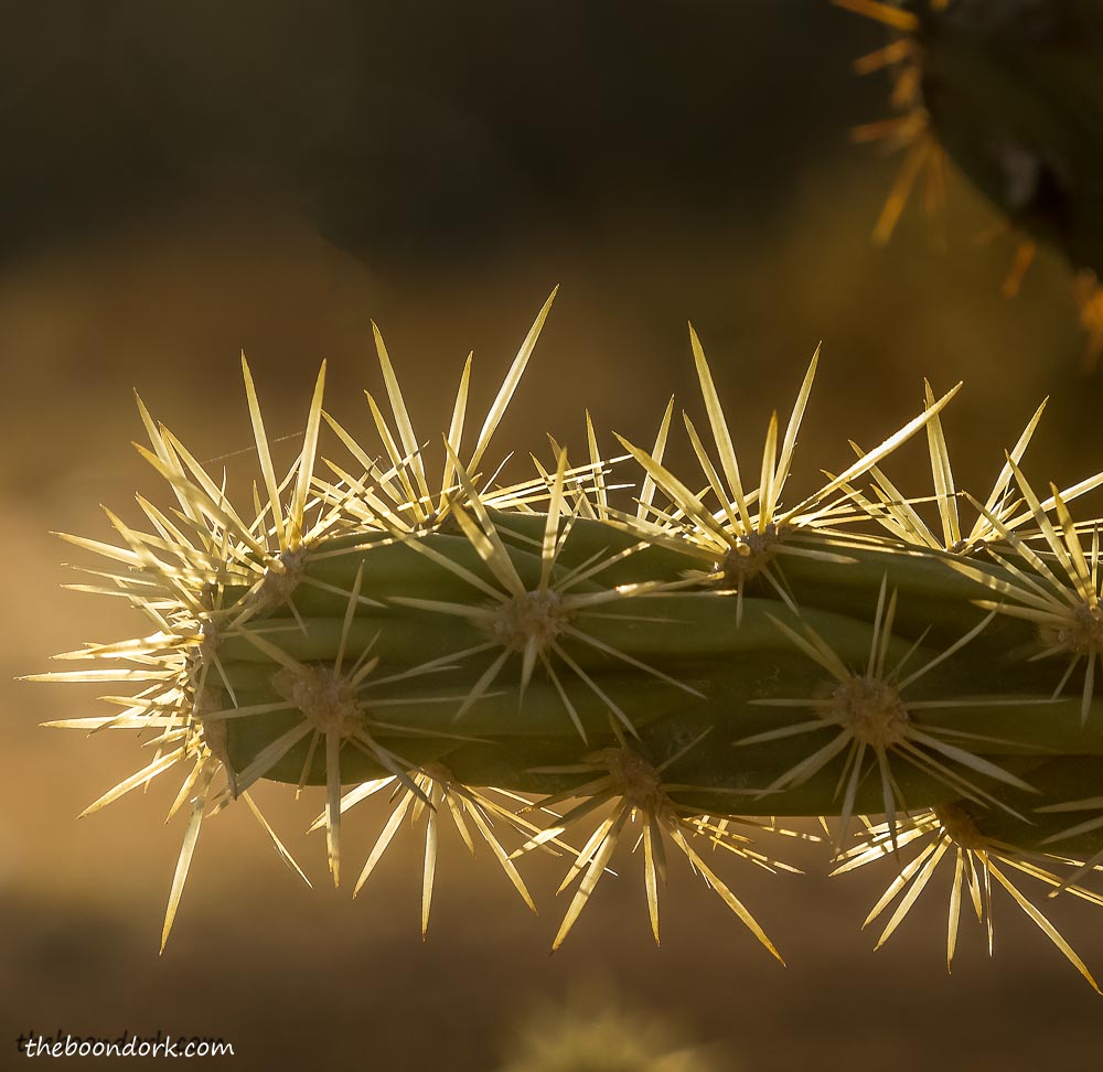 Rope cactus spines Phoenix Arizona
