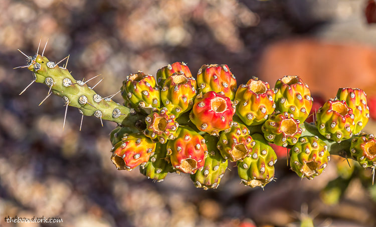 Benson Arizona cactus