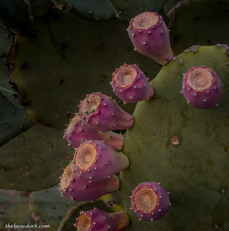 prickly Pear cactus buds Benson Arizona