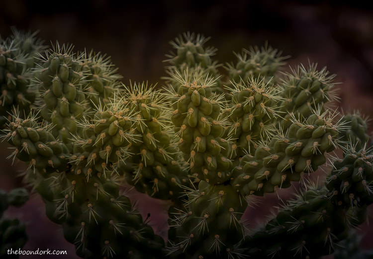 Benson Arizona Cactus