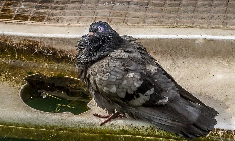 Pigeon bathing