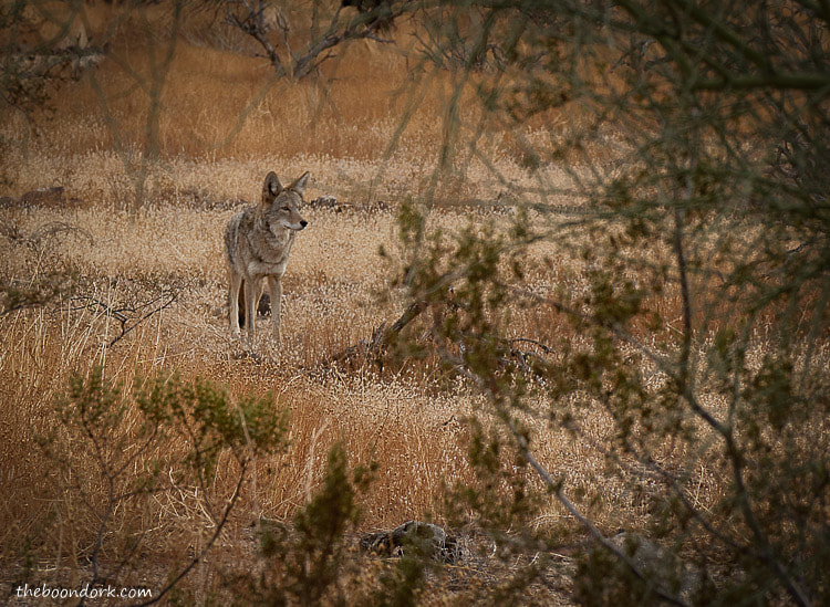 Arizona coyote