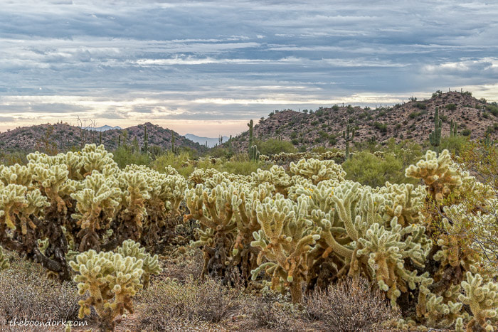 Arizona Cholla cactus