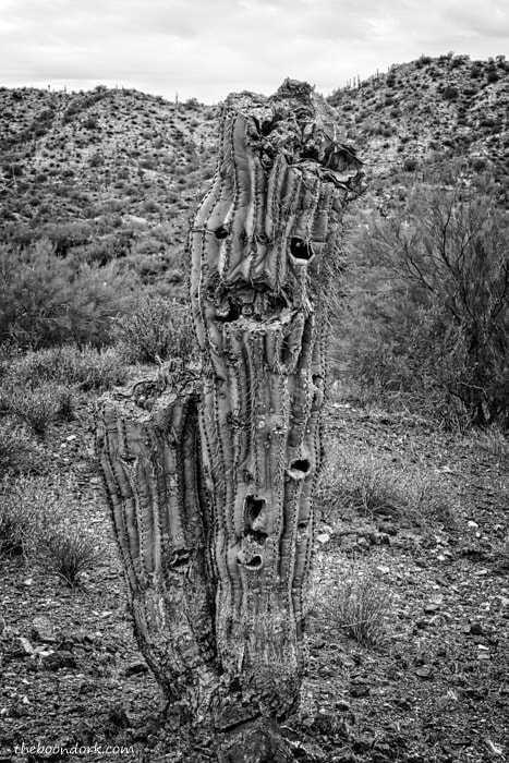 Desert Saguaro boondocking Wickenburg Arizona