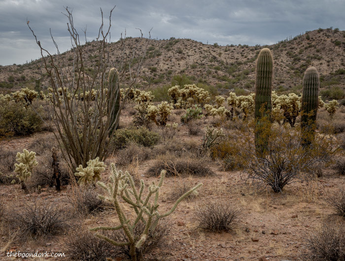Five different desert cactus