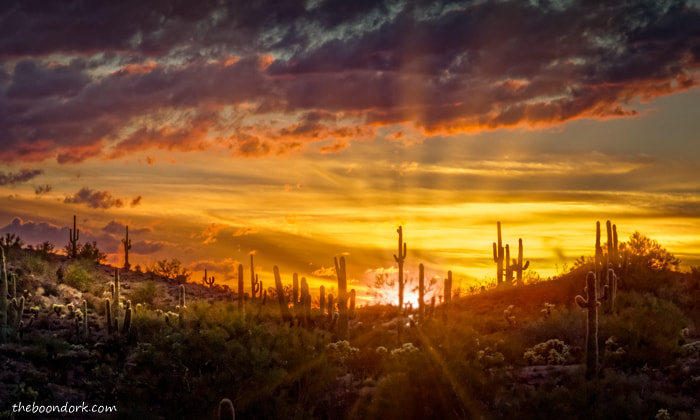 Boondocking Saguaro sunset
