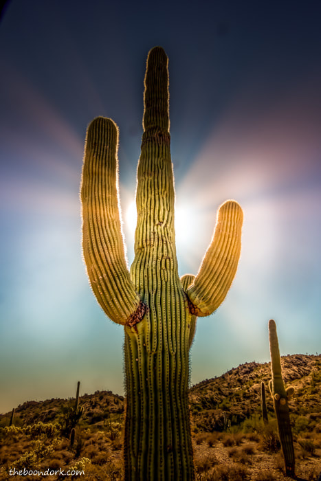 Boondocking Saguaro cactus
