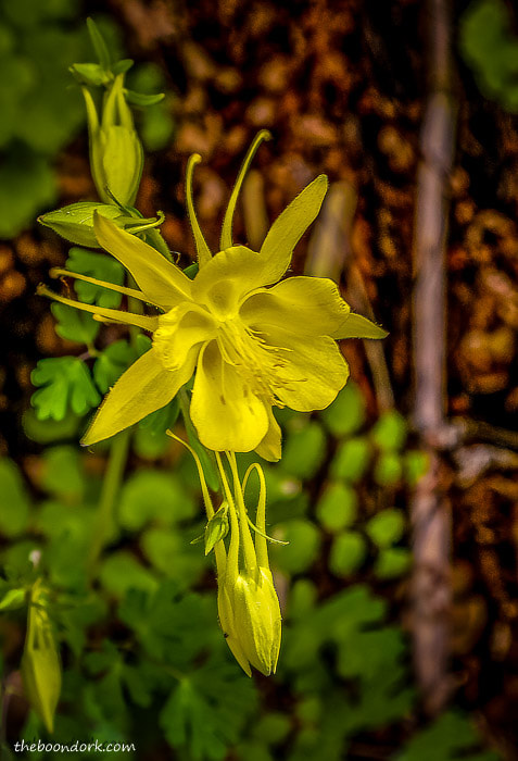 Flower in dog Canyon Oliver Lee state Park